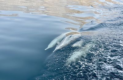 Fish swimming in sea