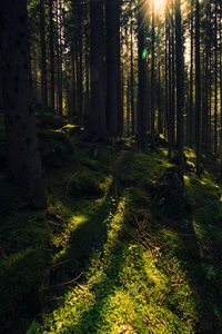 Trees growing in forest
