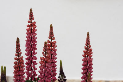 Close-up of plants against clear sky