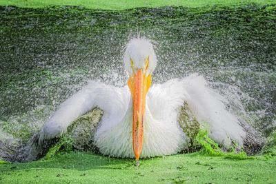 View of bird on land