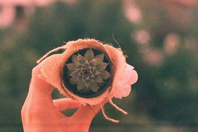 Close-up of hand holding red flower