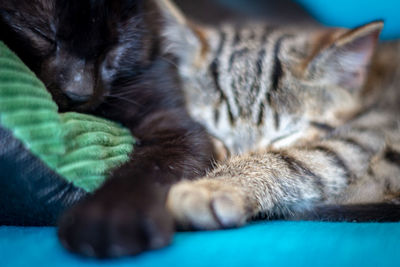 Close-up of cat sleeping