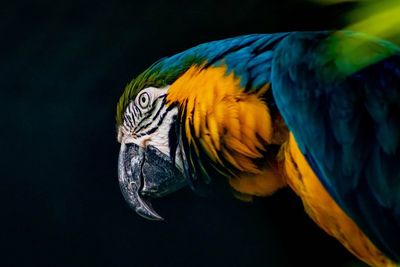 Close-up of a bird