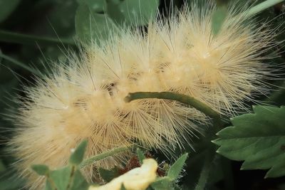 Close-up of dandelion on plant