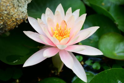 Close-up of lotus water lily in pond