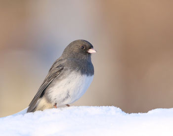 Junco in snow