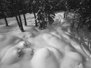 Trees on snow covered landscape