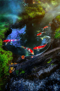 High angle view of koi carps swimming in sea