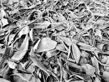 Close-up of dry leaves