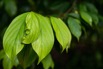 Close-up of wet leaves
