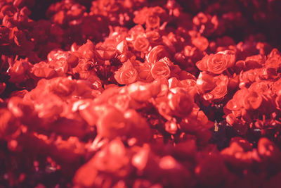 Full frame shot of red flowering plants