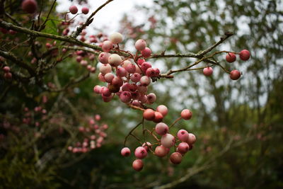 Close-up of rowanberry on tree branch