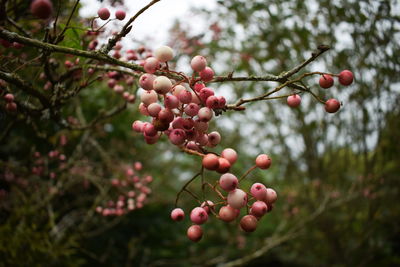 Close-up of berries growing on tree