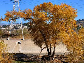 Trees on field against sky during autumn