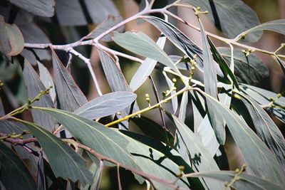 Close-up of dry leaves