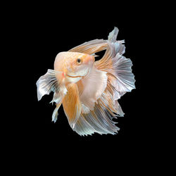 Close-up of fish against black background