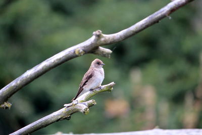 Bird perching on a branch