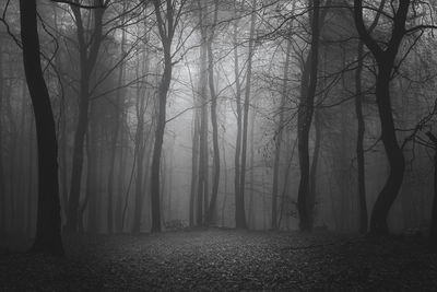 Trees in forest during foggy weather