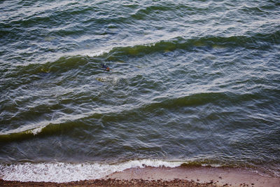 Sea dog waves