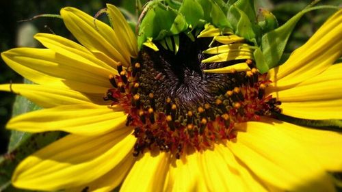 Close-up of honey bee pollinating flower