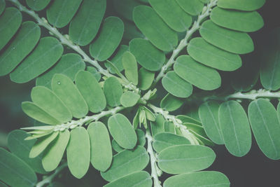 High angle view of fresh green leaves