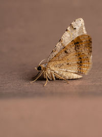 Close-up of butterfly on wall