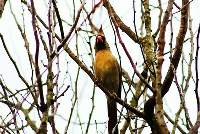 Low angle view of bird perching on tree against sky