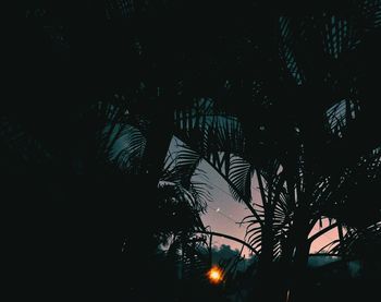 Silhouette of trees at night