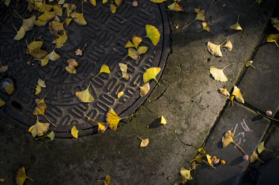 High angle view of yellow maple leaves