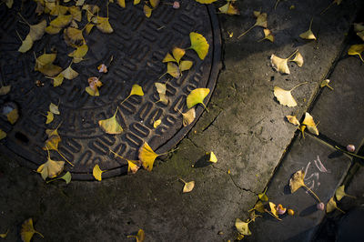 High angle view of fallen ginkgo leaves on street during autumn