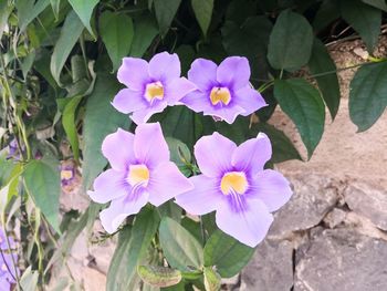 Close-up of purple flowering plants