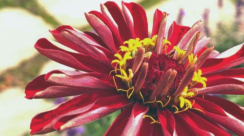 Close-up of red flower blooming outdoors