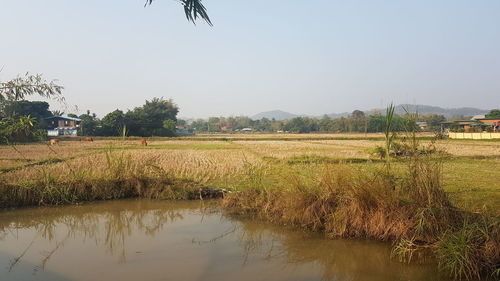 Scenic view of field against clear sky