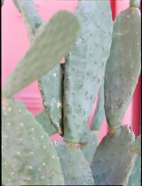 Close-up of succulent plant