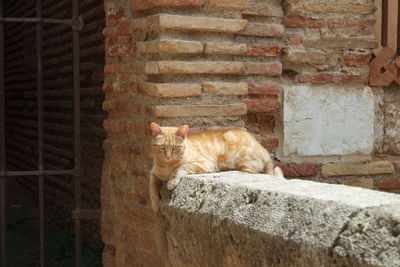 Cat relaxing on retaining wall