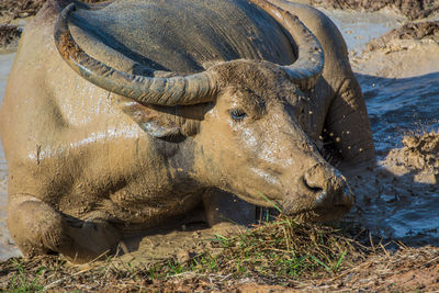 Water buffalo relaxing on muddy field