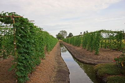 Plants growing by canal against sky