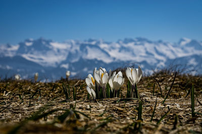 Close-up of crocus plants on land against sky