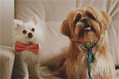 Two dogs in a tie in the couch, staring at the camera