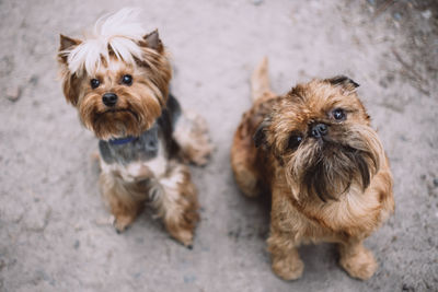 Portrait of two dogs