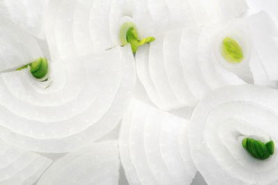 High angle view of chopped leaf on plant