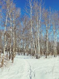 Bare trees in forest during winter