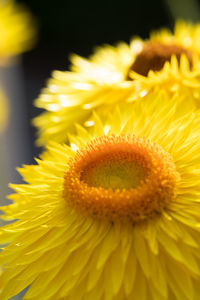 Close-up of yellow daisy flower