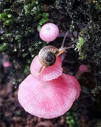 Close-up of snail in forest