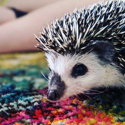 Close-up of hedgehog sticking out tongue