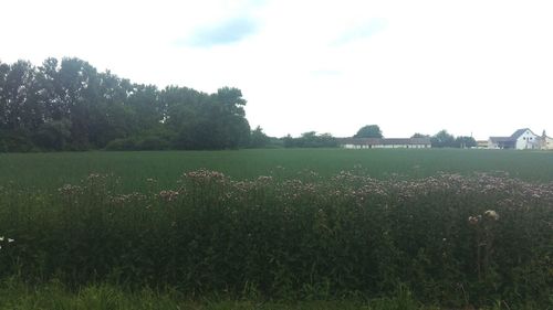 Scenic view of grassy field against sky