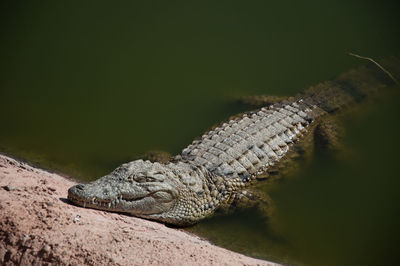 Close-up of a lizard on rock