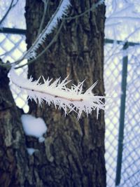 Close-up of tree trunk