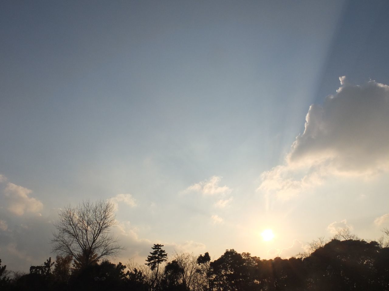 tree, sun, silhouette, sky, sunbeam, sunset, beauty in nature, scenics, low angle view, sunlight, tranquility, tranquil scene, nature, cloud - sky, lens flare, cloud, idyllic, outdoors, no people, back lit