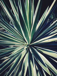 Full frame shot of palm leaves